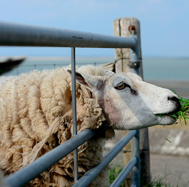 curso-bienestar-animal-mataderos