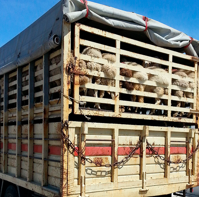 curso-bienestar-animal-transporte